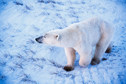 Polar Bear on ice flow 