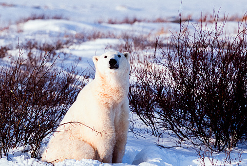 Backlit polar bear lies among snowy rocks