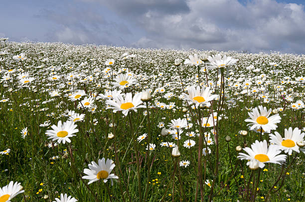 Field with daisies. Dike with daisies in flower on island Tiengemeten in the Netherlands. tiengemeten stock pictures, royalty-free photos & images
