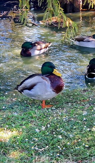 Ducks  at the pond
