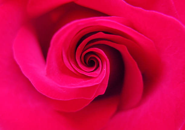 istock red damask rose heart closeup 174159953