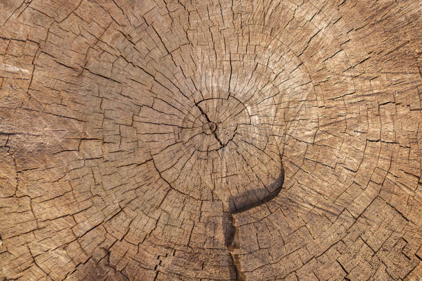 tronco de un árbol muy viejo con grietas. producción de madera. fondo natural. - wood circular saw dirty old fotografías e imágenes de stock