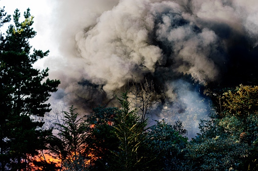 Smoke rising through trees from an out of control wildfire along the California coast.