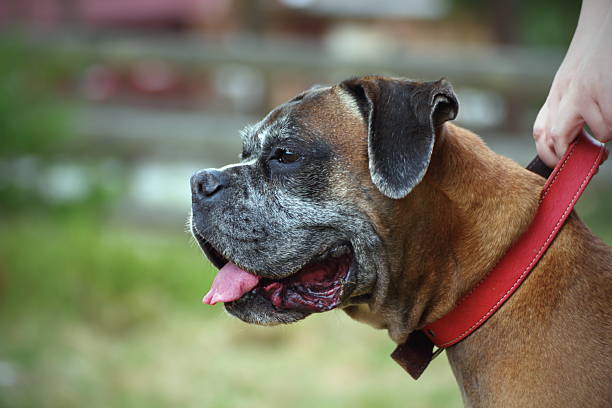 istock closeup of a boxer dog 174160185