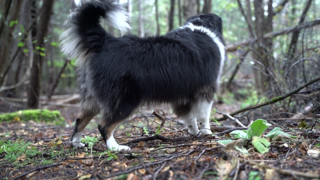 Australian Sheppard Dog Barking in Woods to Scare off Trespassers