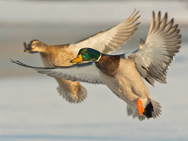 Mallard Ducks stock photo