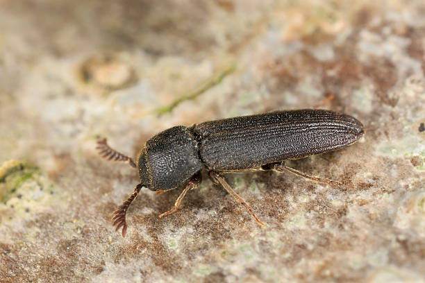 istock Melasis buprestoides, Eucnemidae on hazel wood, macro photo 174160807