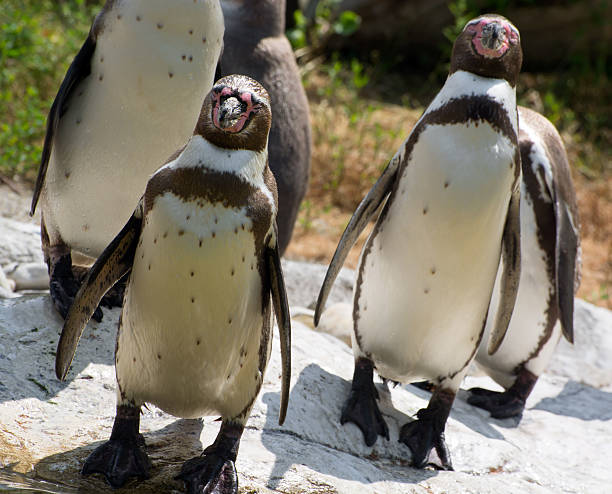 istock Group of Humboldt penguins (Spheniscus humboldti) 174161961