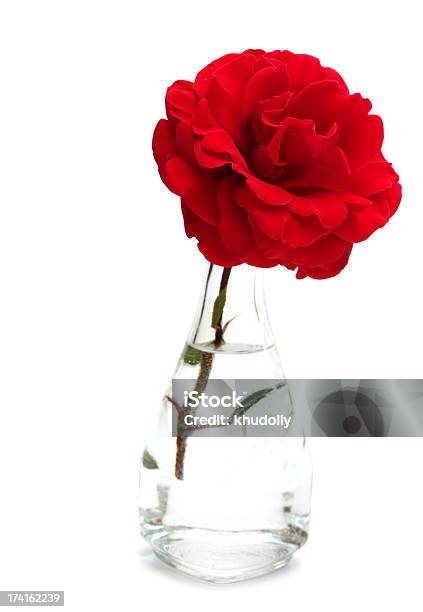 Rote Rose Stockfoto und mehr Bilder von Baumblüte - Baumblüte, Blatt - Pflanzenbestandteile, Blume