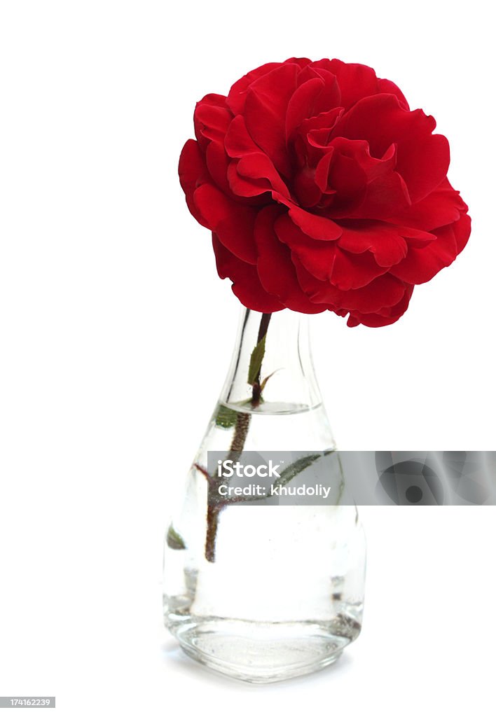 Rosa vermelhas - Foto de stock de Beleza natural - Natureza royalty-free