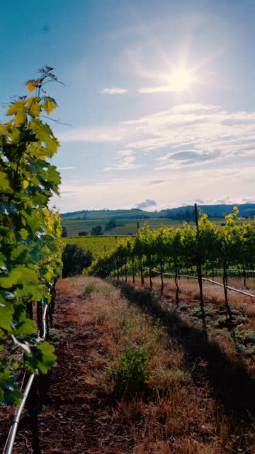Scenic Vineyard in California