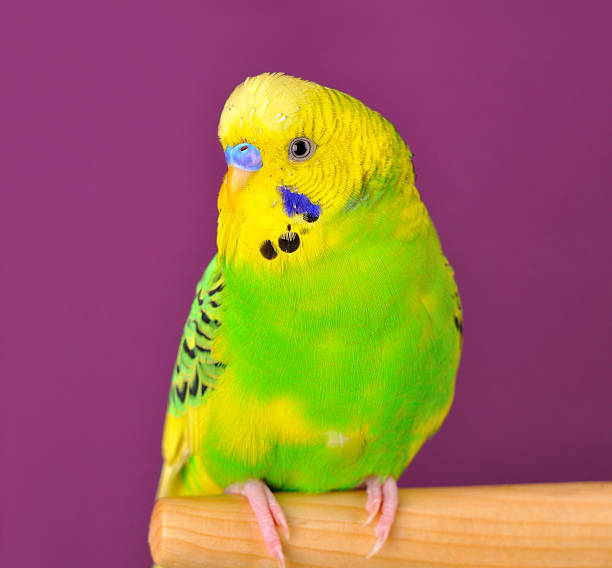 istock Motley budgerig parrot closeup perched on a stand 174162690