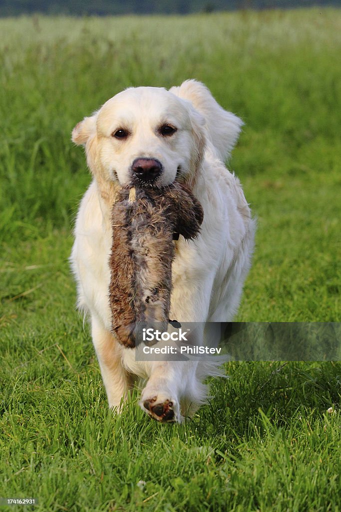 Lavoro Golden Retriever - Foto stock royalty-free di Esaurimento