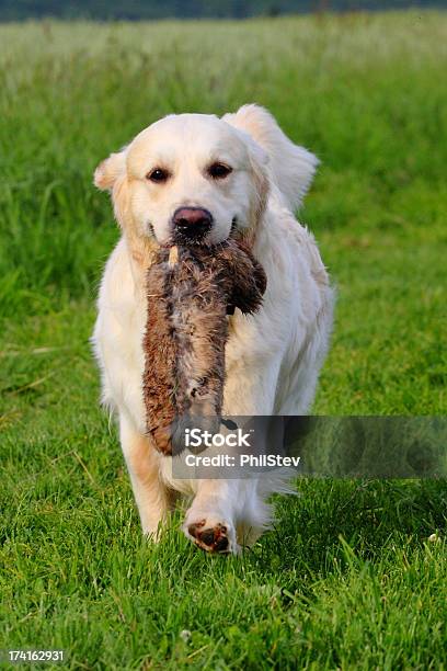 Praca Golden Retriever - zdjęcia stockowe i więcej obrazów Golden retriever - Golden retriever, Manekin do testów zderzeniowych, Wiosna