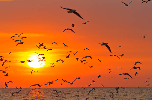 istock Silhouette of seagulls flying at sunset 174162982