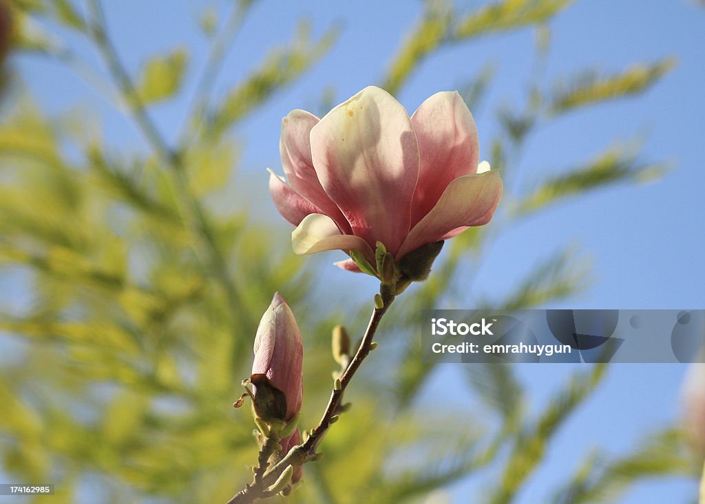 Magnolia - Zbiór zdjęć royalty-free (Abstrakcja)