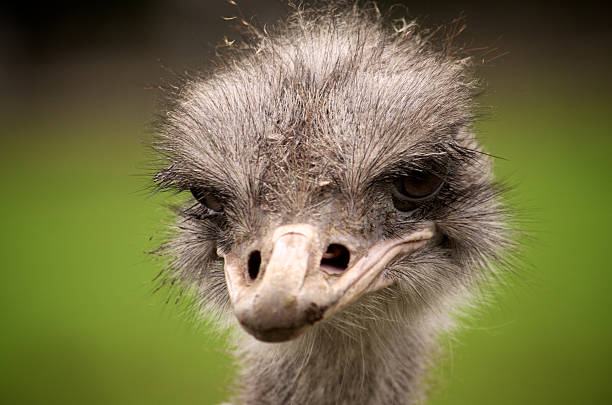 istock Close Up of Ostrich Head 174163330