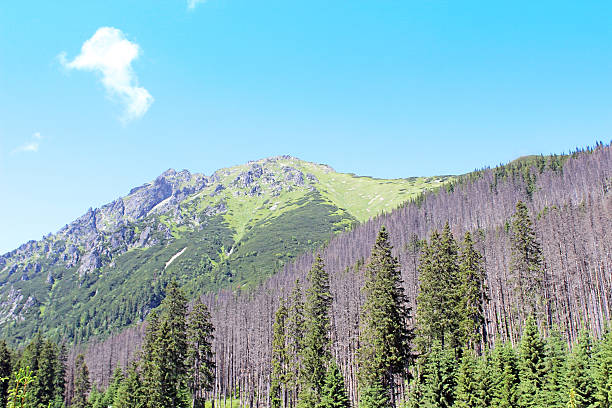 istock View on the Tatra Mountains in summer 174163587