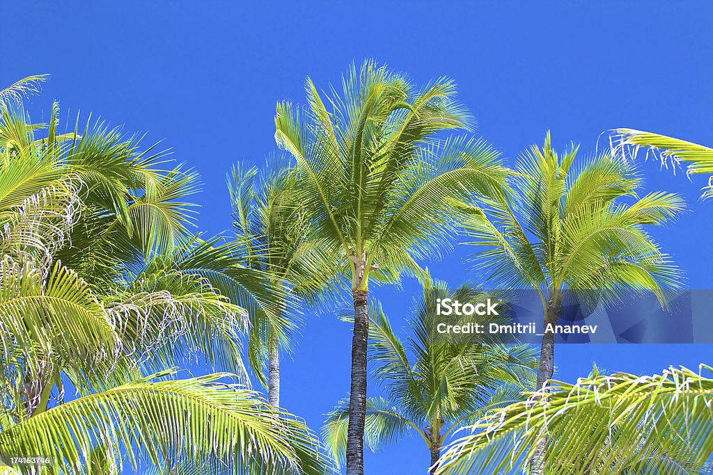 Palm Palmen - Lizenzfrei Bahamas Stock-Foto