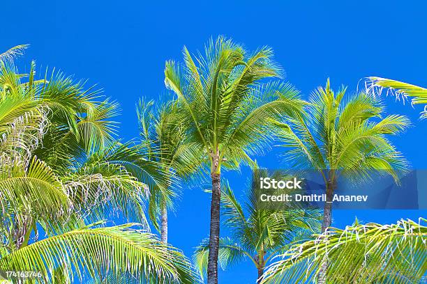 Árvores De Palma - Fotografias de stock e mais imagens de Ao Ar Livre - Ao Ar Livre, Azul, Bahamas