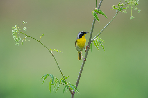 This beautiful little bird is the Common Yellowthroat, perched on Prairie Parsnip. It can be located by its cheerful song. This male was photographed at the Presson-Oglesby Prairie in Western Arkansas.