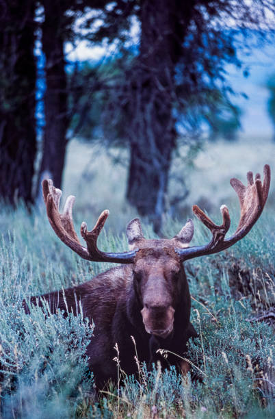 istock Moose in Early Wyoming Light Lying in Brush 1741651890