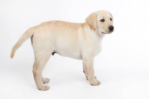 istock Golden labrador puppy standing on a white background 174166524