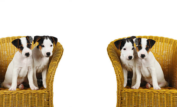 istock Jack Russel terrier puppies 174167188
