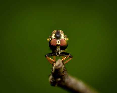 close-up photo of insect revealing little details that cannot be seen with the naked eye Insects are invertebrates, some with wings and some without. There are both small and large.