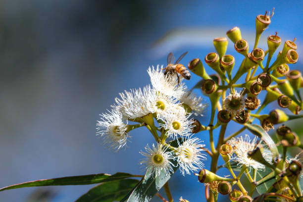 istock Flowering gum tree with lemon coloured blossoms and honey bee 1741682454