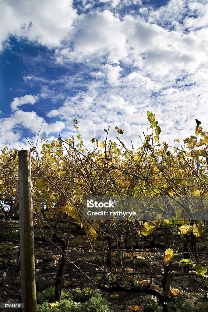 Videiras de outono - Foto de stock de Agricultura royalty-free