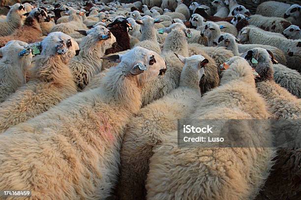 Słyszał Owiec - zdjęcia stockowe i więcej obrazów Bez ludzi - Bez ludzi, Duża grupa zwierząt, Fotografika