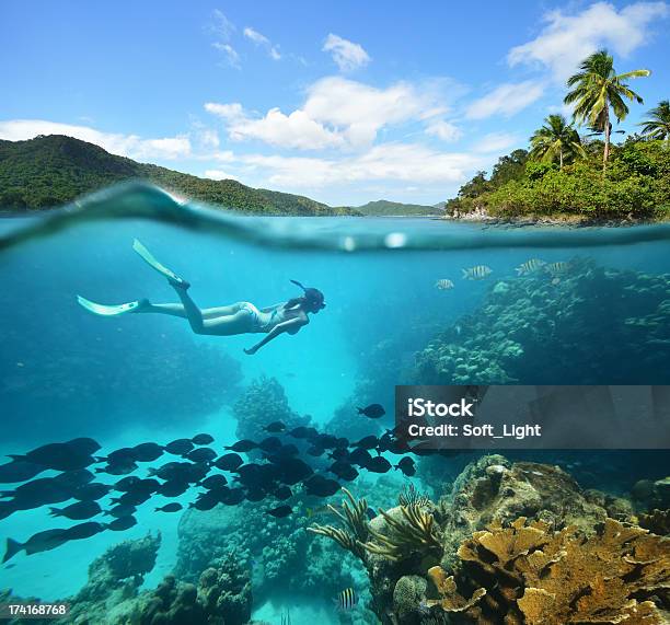 Beautiful Coral Reef With Lots Of Fish And A Woman Stock Photo - Download Image Now - Activity, Adult, Adults Only