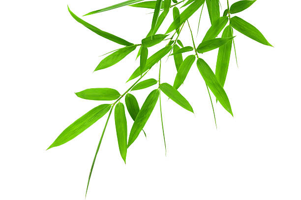 istock bamboo leaves isolated on white background 174168816