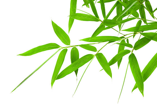 istock bamboo leaves isolated on white background 174168819