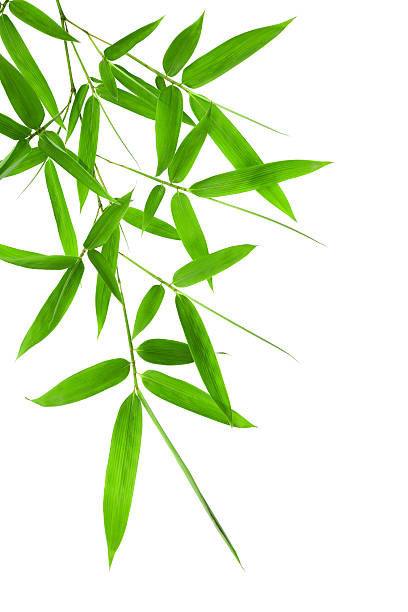 istock bamboo leaves isolated on white background 174168823