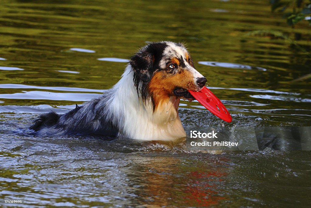 Der Australian Sheppard - Lizenzfrei Aktivitäten und Sport Stock-Foto