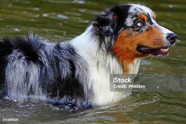 Ritratto Australien Sheppard - Fotografie stock e altre immagini di Ambientazione esterna - Ambientazione esterna, Animale, Animale da riporto