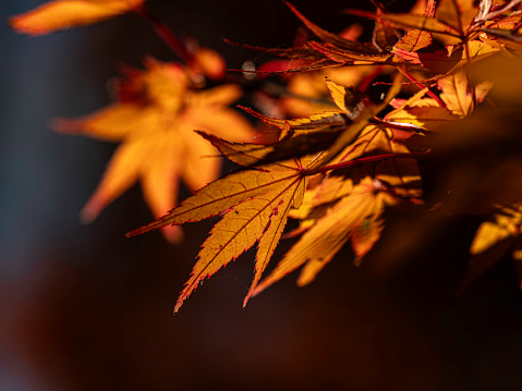 Winter background with snow-covered frozen japanese maple branches tree in warm winter tones