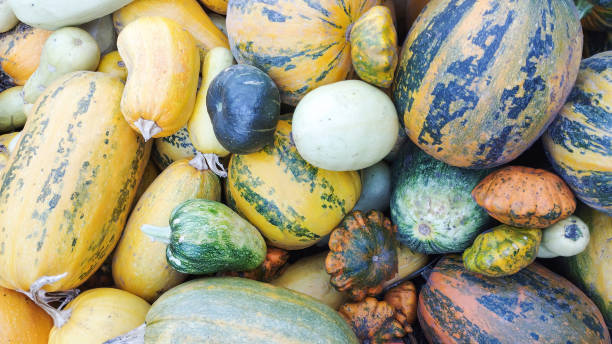 istock Background with colorful homemade pumpkins. 1741722191