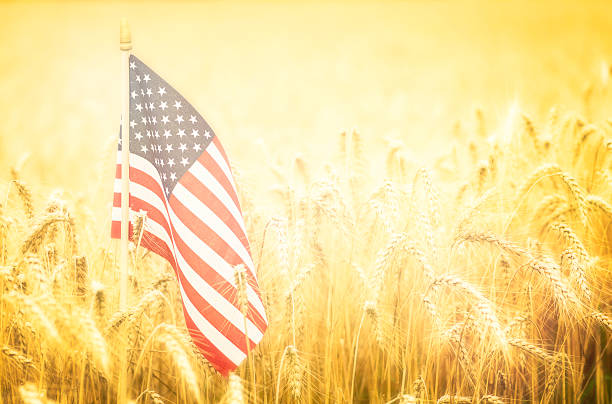 bandeira dos estados unidos da américa no campo de trigo - homegrown produce wheat organic crop imagens e fotografias de stock