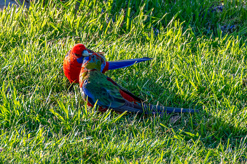Crimson Rosellas at Blayney in the Central West of NSW, Australia
