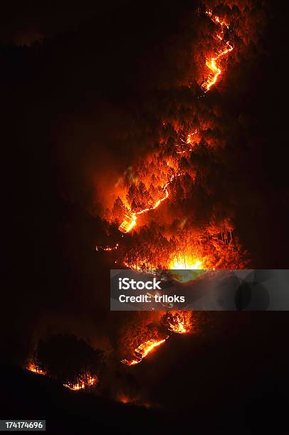 Aggressiva Incendio Boschivo - Fotografie stock e altre immagini di Bruciare - Bruciare, Aggressione, Albero