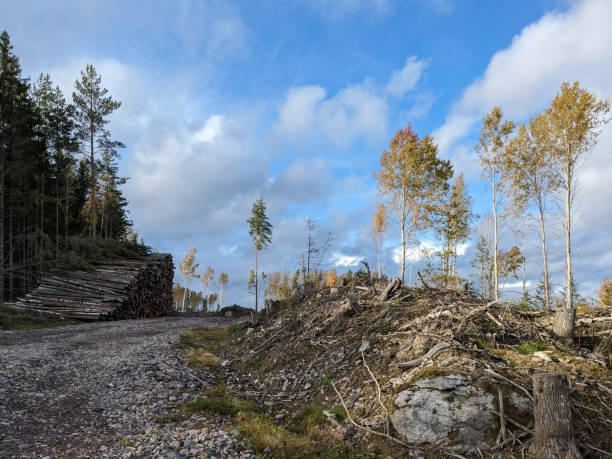 istock Low angle view of trees against sky 1741756319