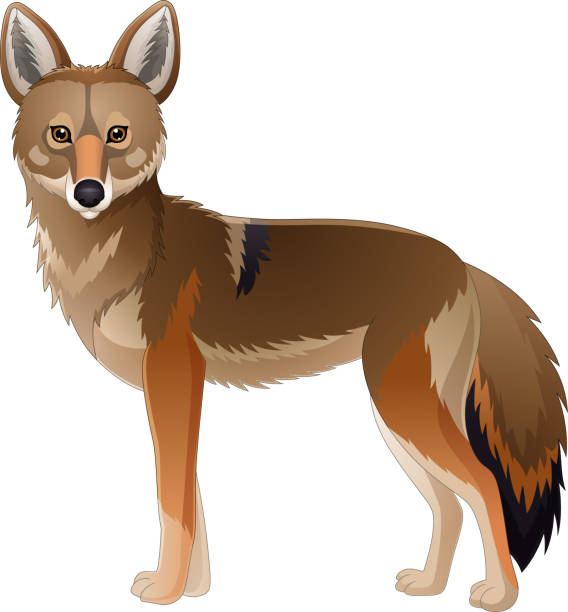 Cartoon coyote on white background Vector illustration of Cartoon coyote on white background jackals stock illustrations