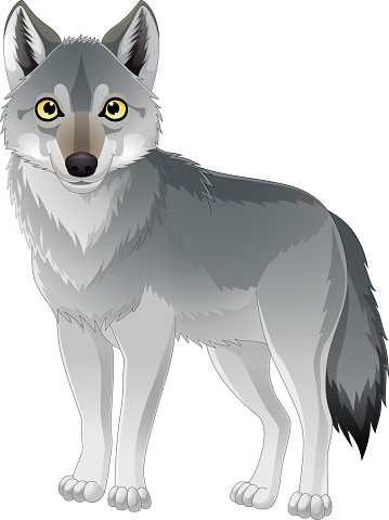 Vector illustration of Cartoon wolf on white background