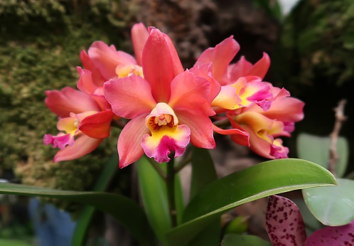 The Cattleya color Guayaba orchid has salmon-colored flowers. The flowers are big and beautiful, with a delicate smell. The orchid is a popular choice for home growers because it is easy to take care of.