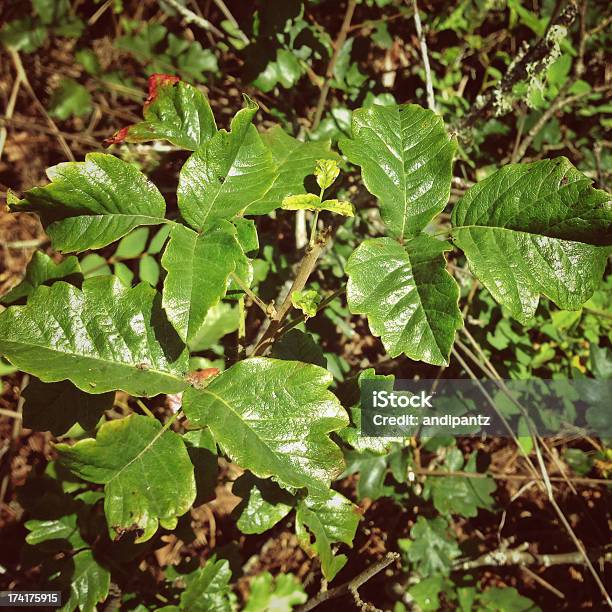 Poison Oak Stock Photo - Download Image Now - Poison Oak, Beauty In Nature, Close-up