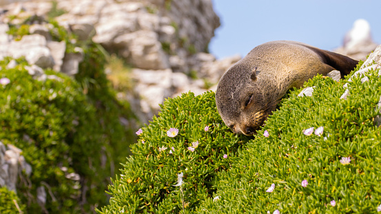 On Kaikoura Peninsula you can find one of the largest colonies of new zealand fur seal