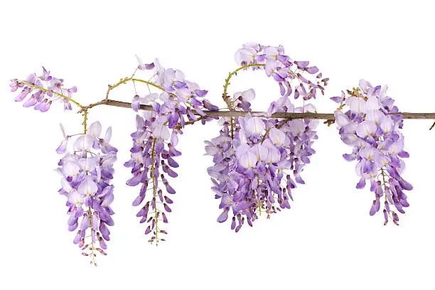 wisteria branch blossom isolated on white background